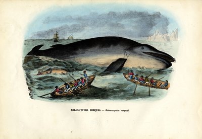 Pukkelhval, 1863-79 af Raimundo Petraroja