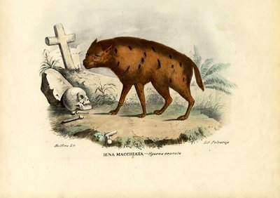 Latterhyæne, 1863-79 af Raimundo Petraroja