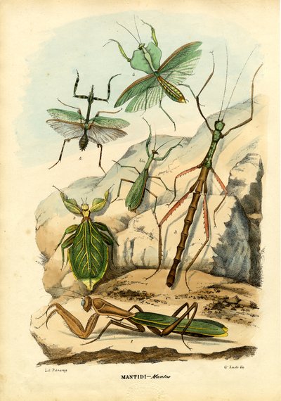 Bladinsekt, 1863-79 af Raimundo Petraroja