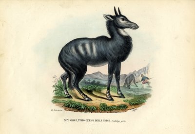 Nilgai af Raimundo Petraroja