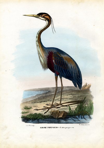 Lilla hejre, 1863-79 af Raimundo Petraroja