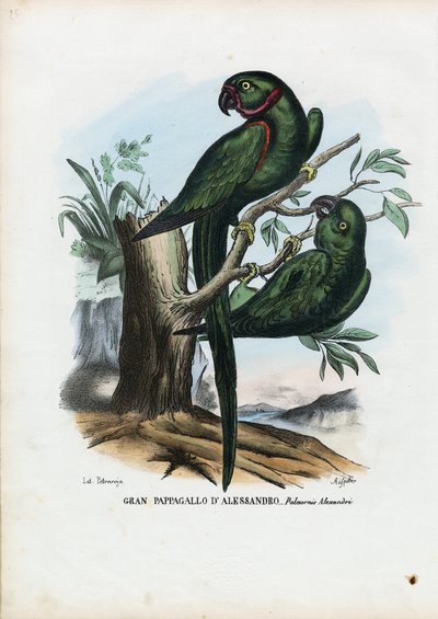 Rose-ringet parakit, 1863-79 af Raimundo Petraroja