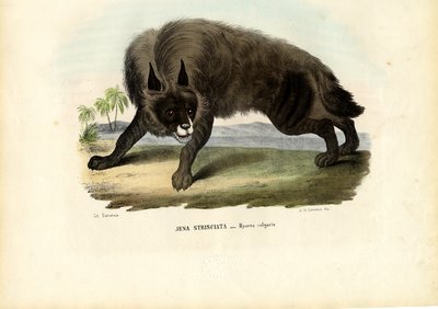 Stribet hyæne, 1863-79 af Raimundo Petraroja