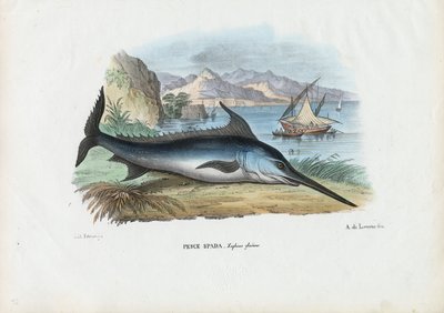 Sværdfisk, 1863-79 af Raimundo Petraroja