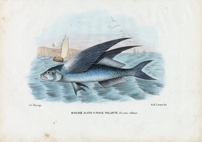Tropisk fluefisk med to vinger, 1863-79 af Raimundo Petraroja