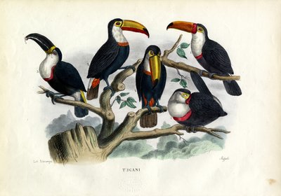 Tucans, 1863-79 af Raimundo Petraroja
