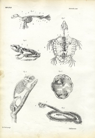 Skildpadde, 1863-79 af Raimundo Petraroja