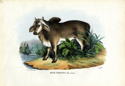 Zebu, 1863-79 af Raimundo Petraroja