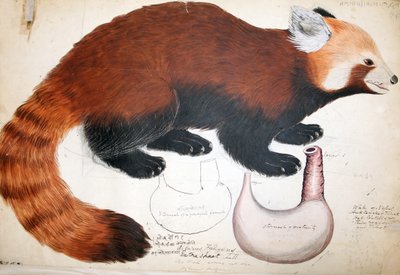 Hodgson Manuscripts Red Panda, 1831-47 (wc, pen og blæk og blyant på papir) af Raj Man Singh