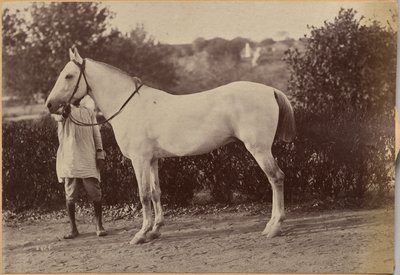 Kaptajn Bailwards hest, Jhansi (verso, til højre) af Raja Deen Dayal
