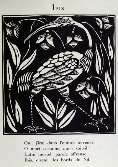 Ibis, illustration fra 