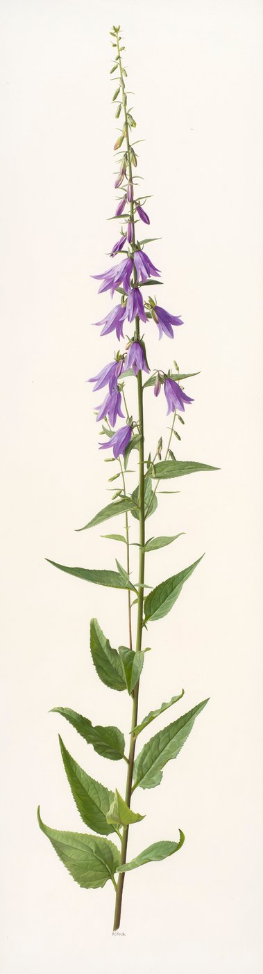 Adenophora species (olie på papir) af Raymond Booth