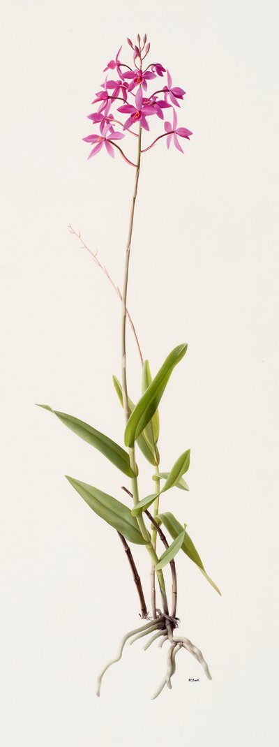 Barkeria skinneri (olie på papir) af Raymond Booth
