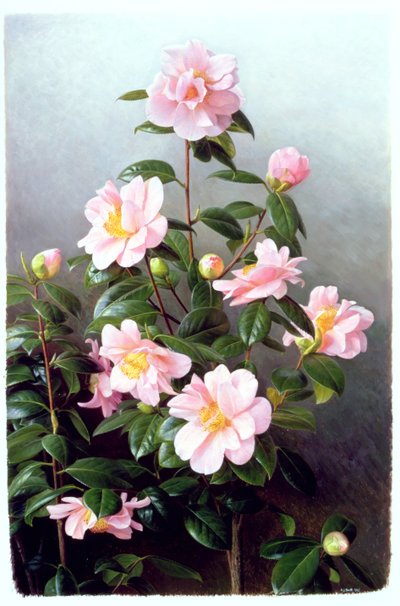 Camellia Japonica-sort af Raymond Booth