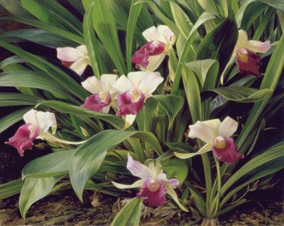 Cochleanthus Hybrid af Raymond Booth