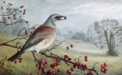 Feltarbejde af Raymond Booth