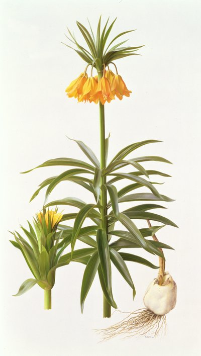 Fritillaria Eduardii af Raymond Booth
