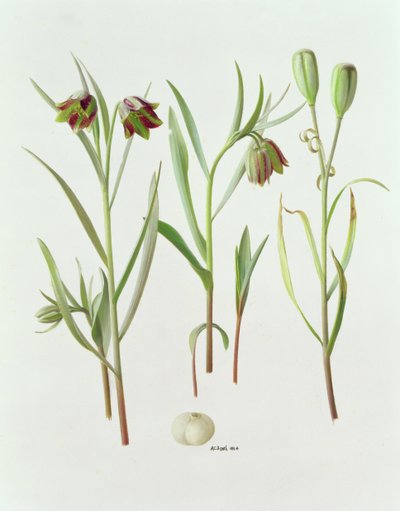 Fritillaria Kurdica af Raymond Booth