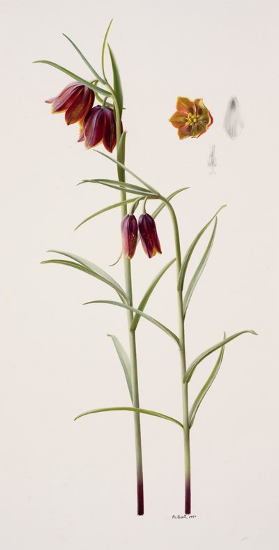 Fritillaria gracilis (olie på papir) af Raymond Booth
