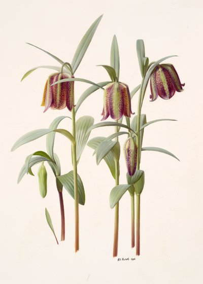 Fritillaria kotschyana af Raymond Booth