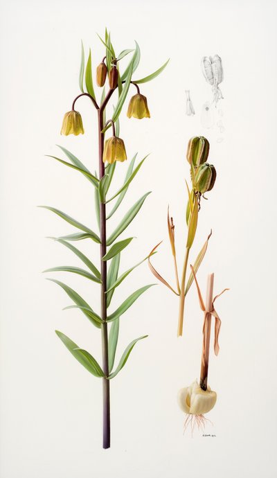 Fritillaria roylei af Raymond Booth