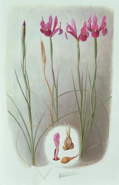 Iris filifolia af Raymond Booth