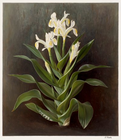 Iris willmottiana alba (olie på papir) af Raymond Booth