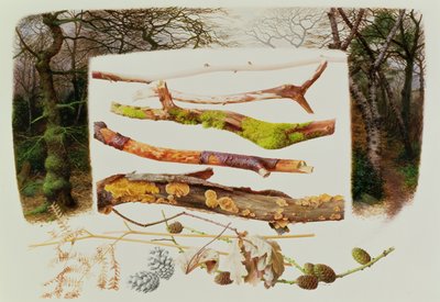 Items from the Winter Woodland, 2000 (olie på papir) af Raymond Booth