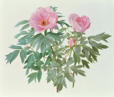 Japansk træpæon af Raymond Booth