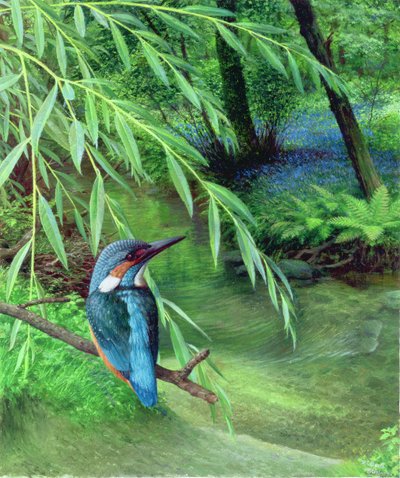 Kingfisher af Raymond Booth