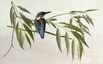 Kingfisher af Raymond Booth