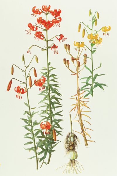 Lilium amabile af Raymond Booth