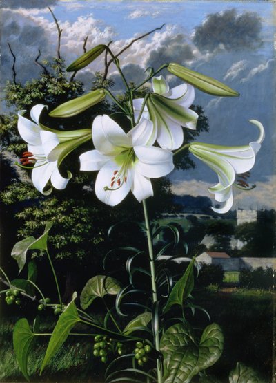 Lilium Emerald, ca. 1959 (olie på plade) af Raymond Booth