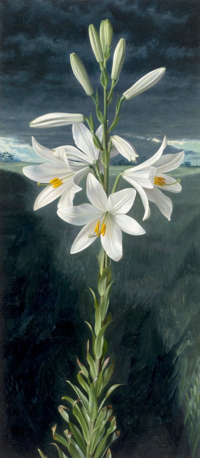 Madonnalilje (olie på plade) af Raymond Booth
