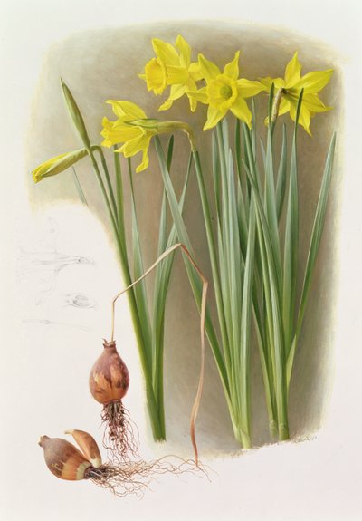 Narcissus Hispanicas Bujei af Raymond Booth