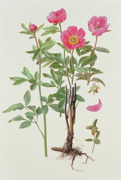 Arietina Paeonie af Raymond Booth