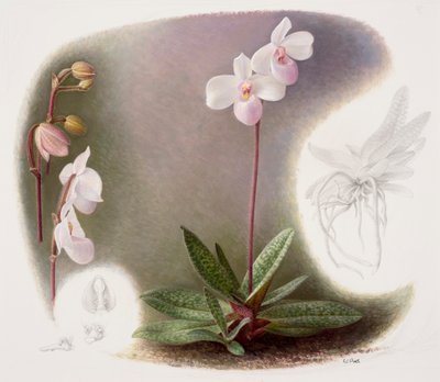 Paphiopedilium delenatii (olie på papir) af Raymond Booth