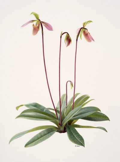 Pophiopedrium appletonianum (olie på papir) af Raymond Booth