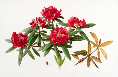 Rhododendron microgynum af Raymond Booth