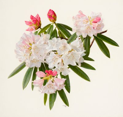 Rhododendron morii (olie på papir) af Raymond Booth