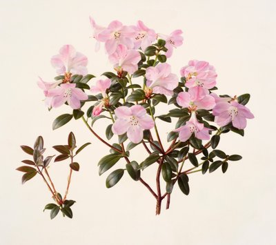 Rhododendron moupinense pink-flowered (olie på papir) af Raymond Booth