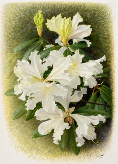 Rhododendron veitchianum, 2004 (olie på papir) af Raymond Booth