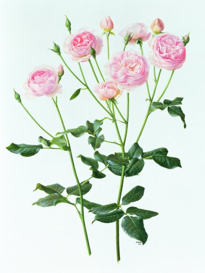 Rosen 