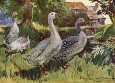 Illustration til My Farm (farve litho) af Reginald Mills
