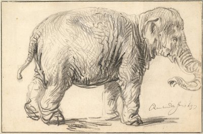 En elefant, 1637 af Rembrandt van Rijn