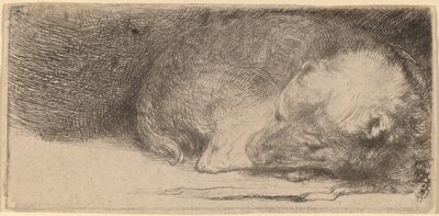 Sovende hvalp af Rembrandt van Rijn
