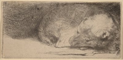 Sovende hvalp af Rembrandt van Rijn