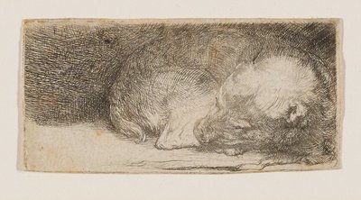 Sovende hvalp af Rembrandt van Rijn