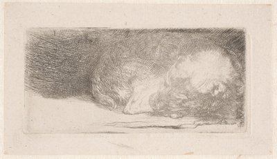 Sovende hvalp af Rembrandt van Rijn