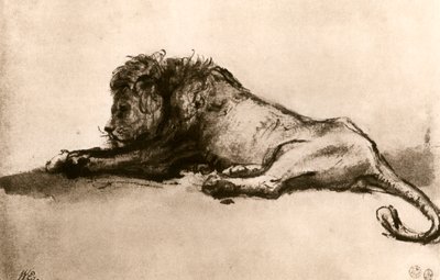 Studie af en løve, 1913. af Rembrandt van Rijn